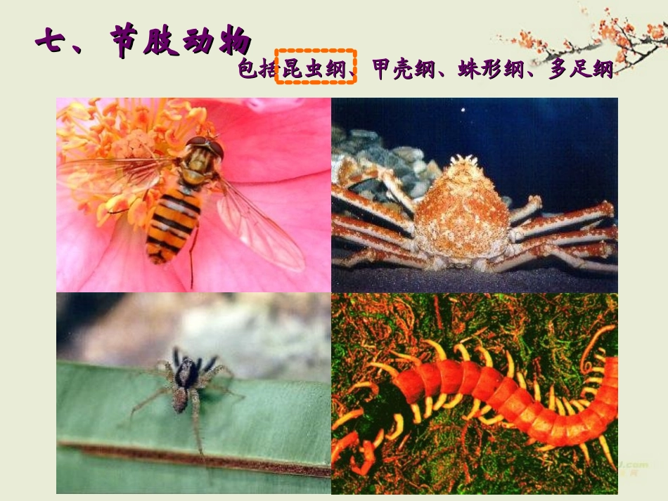 广东省珠海九中八年级生物《动物的主要类群》课件1-北师大版_第2页