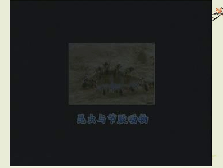 广东省珠海九中八年级生物《动物的主要类群》课件1-北师大版_第3页