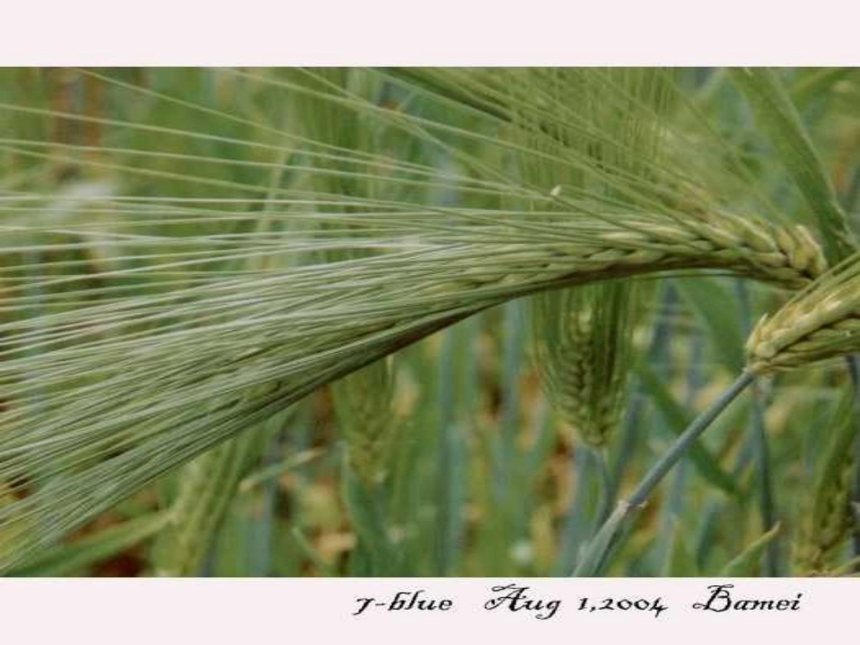 高中语文-第8课中国当代诗二首卖地课件2-语文版必修1_第3页