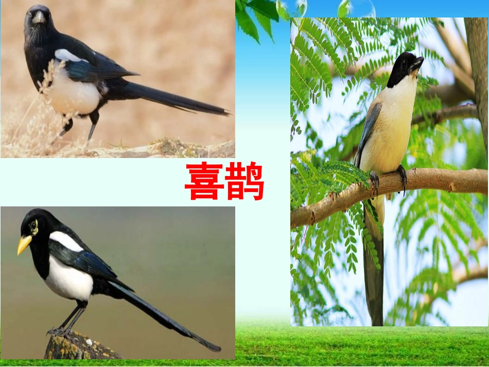 (部编)人教语文2011课标版一年级下册6-树和喜鹊-(2)_第2页