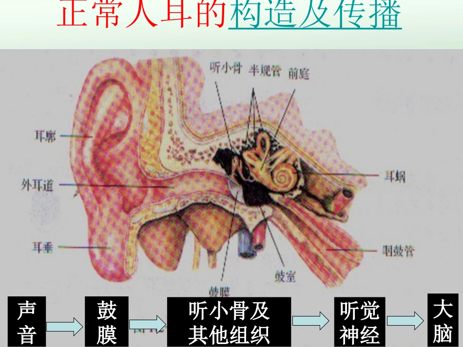 第二节我们怎样听到声音._第2页