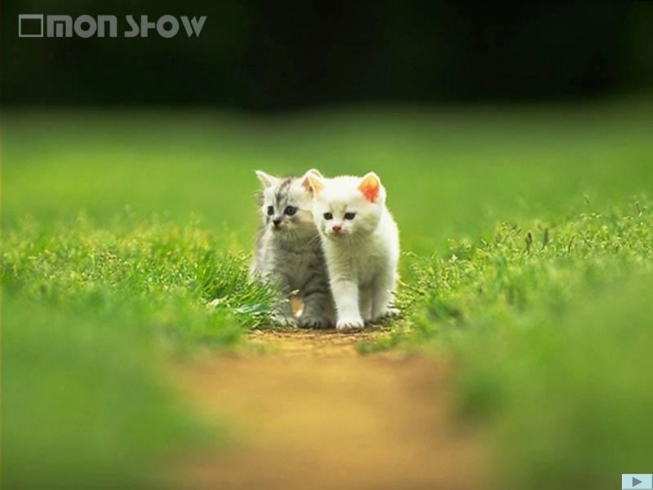 浙江省江山市峡口初级中学七年级语文-散步3课件-语文版_第2页