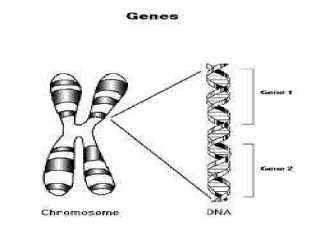 高中语文-《人类基因组计划及其意义》课件-苏教必修5