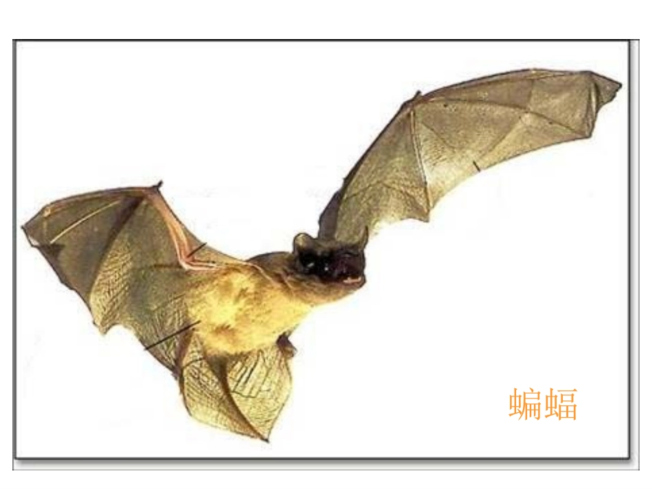 11蝙蝠和雷达--课件_第2页