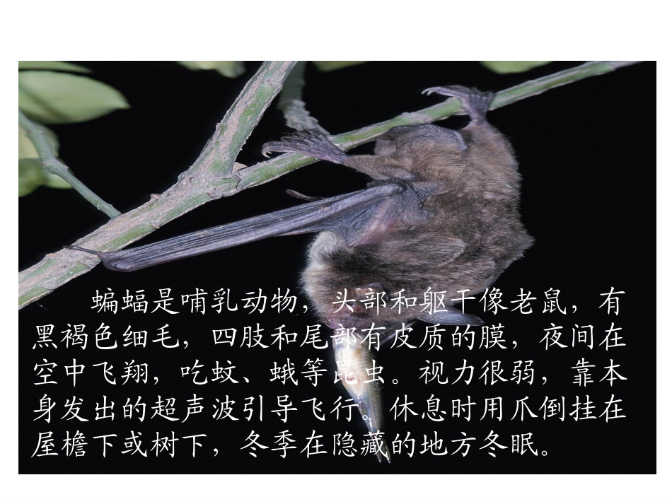 11蝙蝠和雷达--课件_第3页