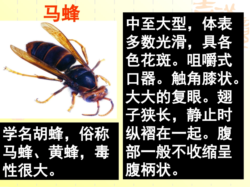 5-捅马蜂窝_第2页