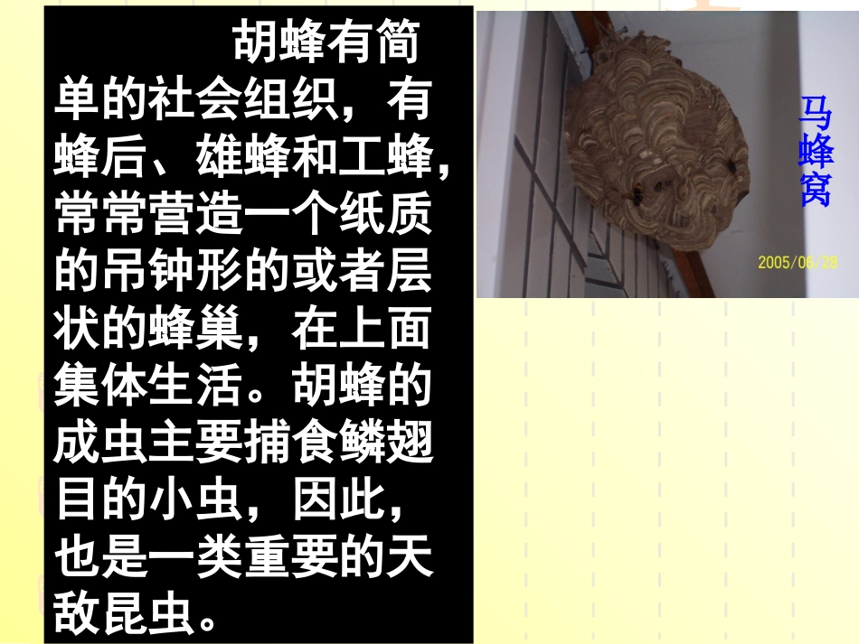 5-捅马蜂窝_第3页