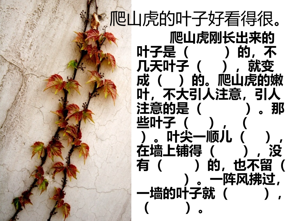 6.爬山虎的脚_第2页