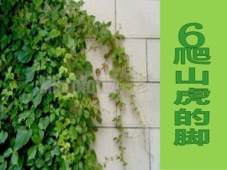 6.爬山虎的脚