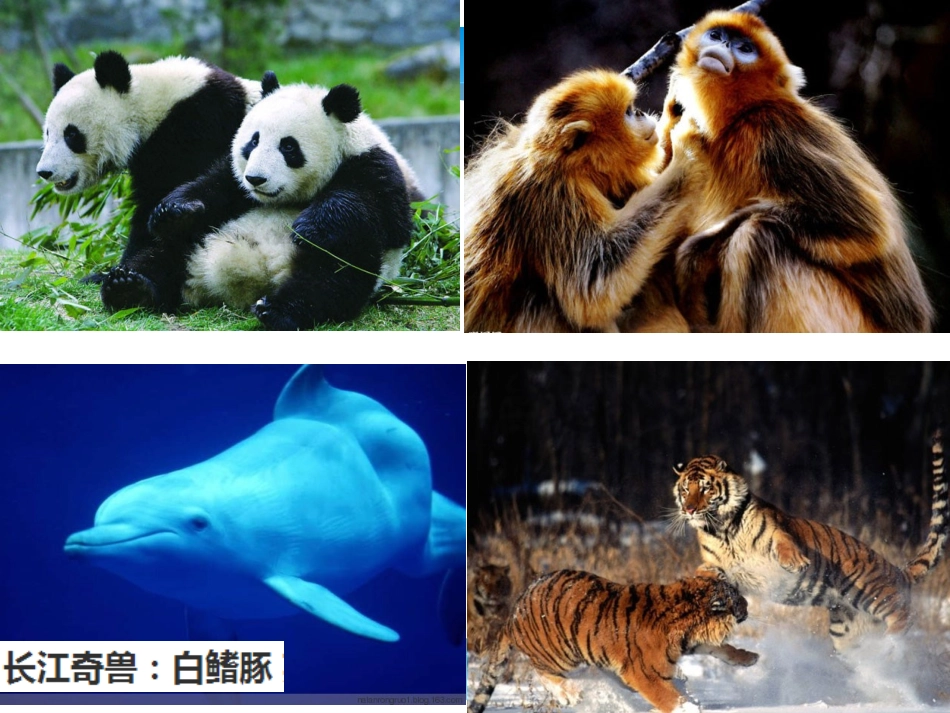 第四节生物多样性保护-(3)_第3页