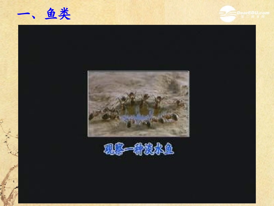 广东省珠海九中八年级生物《脊椎动物的主要类群》课件1-北师大版_第3页
