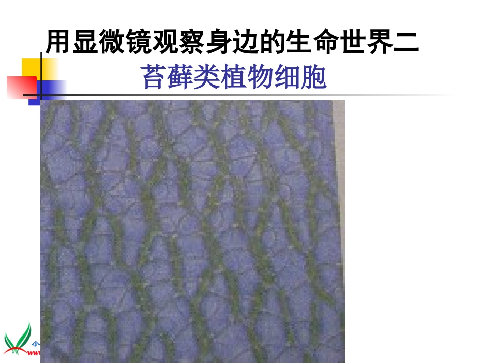 (教科版)六年级科学下册课件-6.用显微镜观察身边的生命世界(二)_第3页