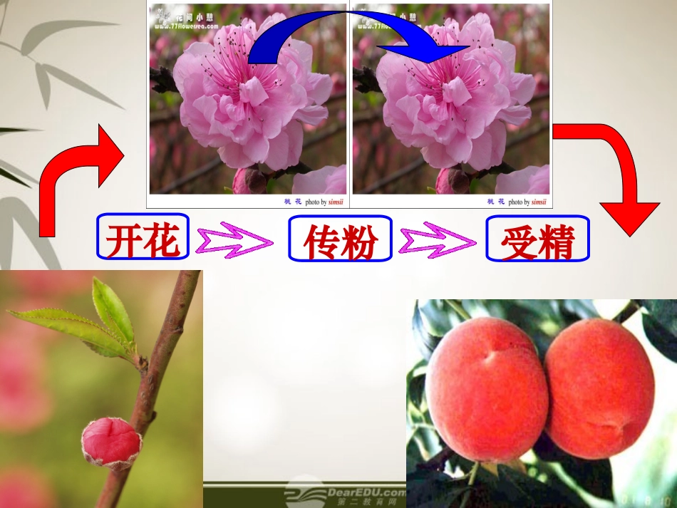 七年级生物上册-第三节-开花和结果课件-人教新课标版_第3页