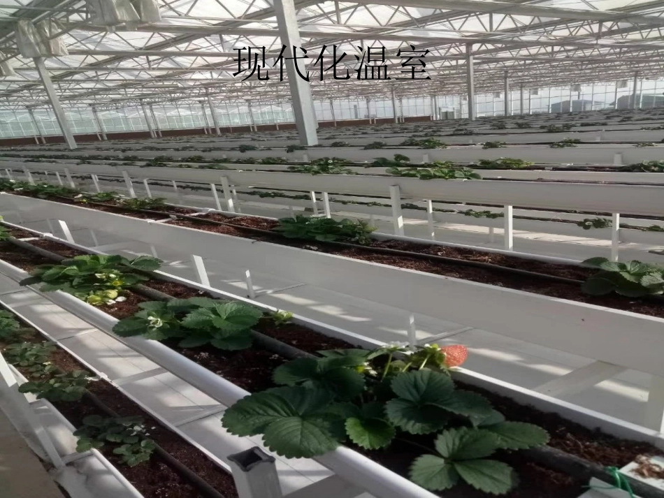 科学·技术·社会-现代化温室_第2页