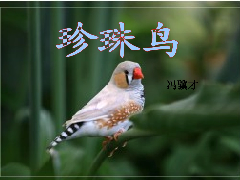 16《珍珠鸟》ppt_第1页