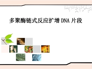 课题2-多聚酶链式反应扩增DNA片段