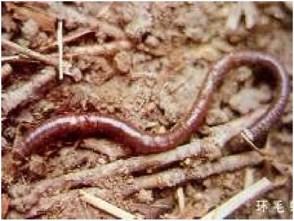 (部编)人教语文2011课标版一年级下册《动物儿歌》ppt_第3页