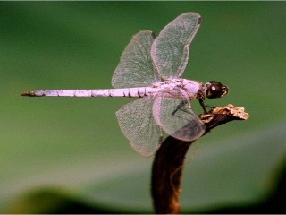 (部编)人教语文2011课标版一年级下册《动物儿歌》ppt