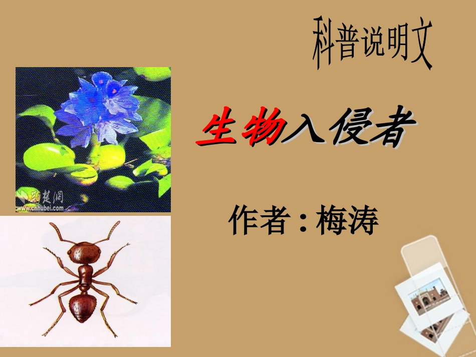 浙江省杭州市绿城育华中学八年级语文上册《生物入侵者》课件-苏教版_第1页