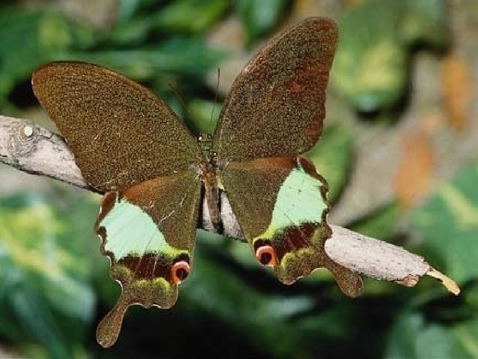 人教2011版小学数学二年级轴对称图形白板课件_第2页