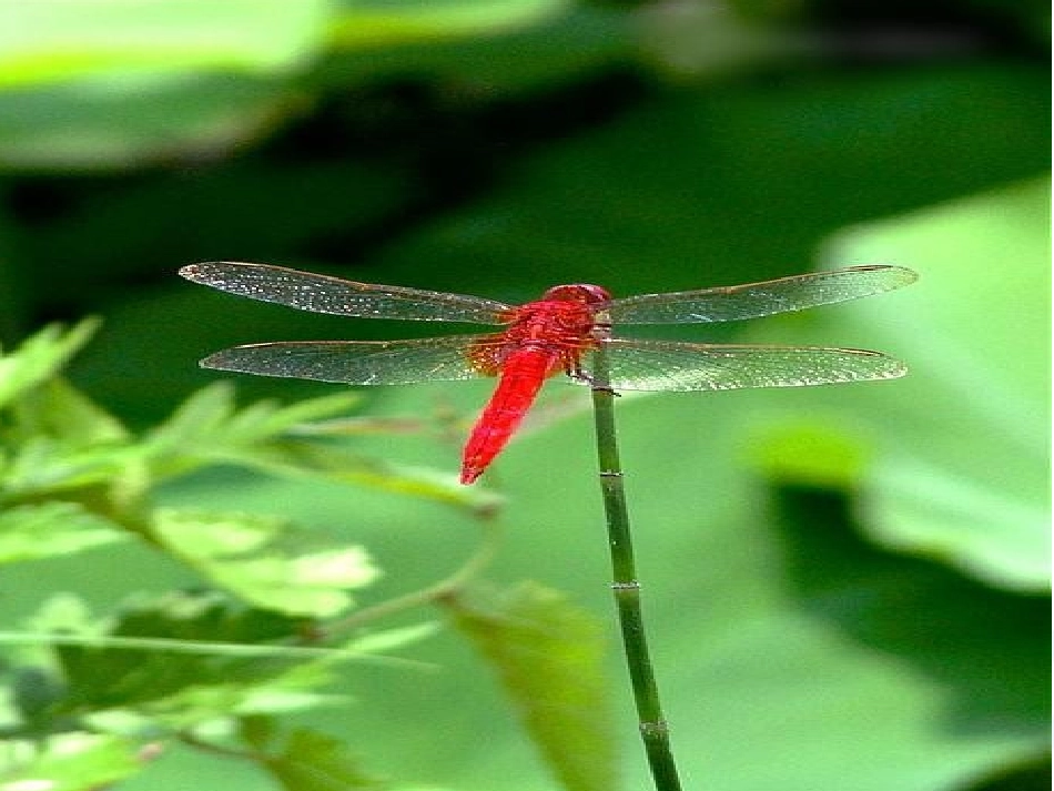人教2011版小学数学二年级轴对称图形白板课件_第3页