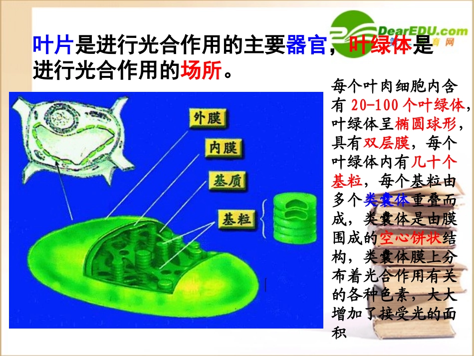 高中生物-光合作用课件-浙教版必修1_第2页