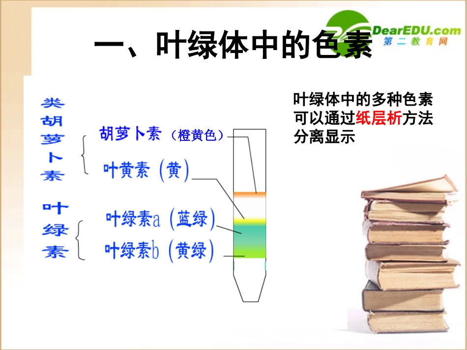 高中生物-光合作用课件-浙教版必修1_第3页