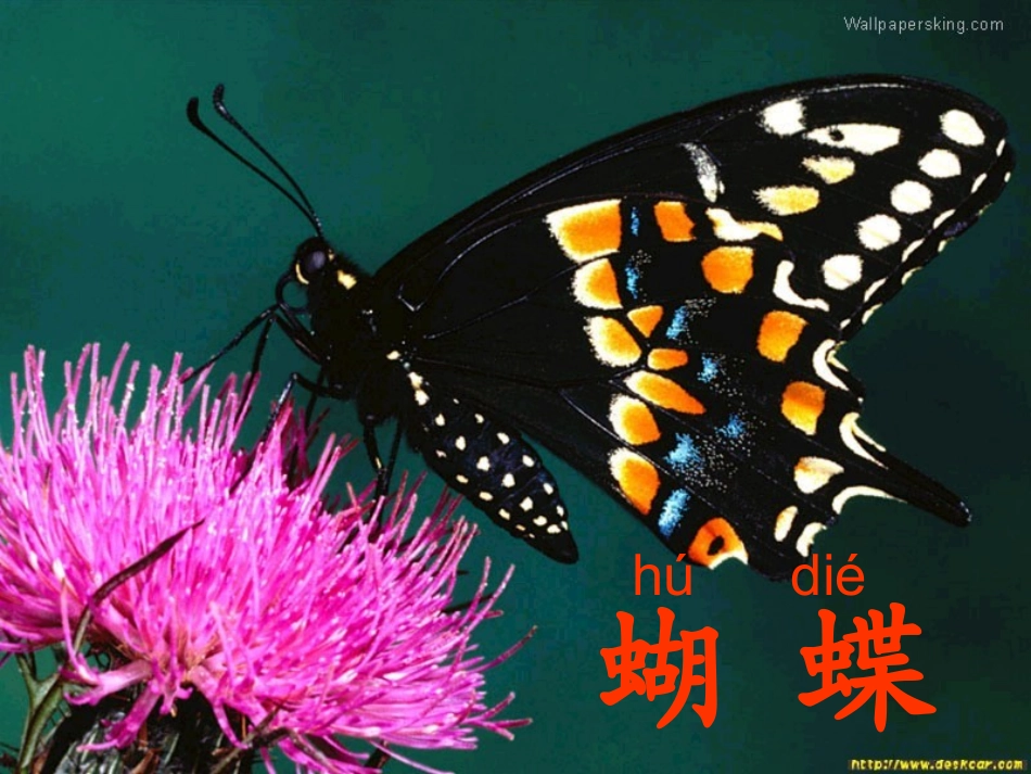 小学语文二年级课件-迷人的蝴蝶谷-沪教版_第1页