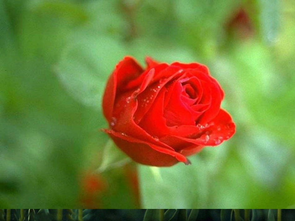 13《花钟》ppt课件_第2页