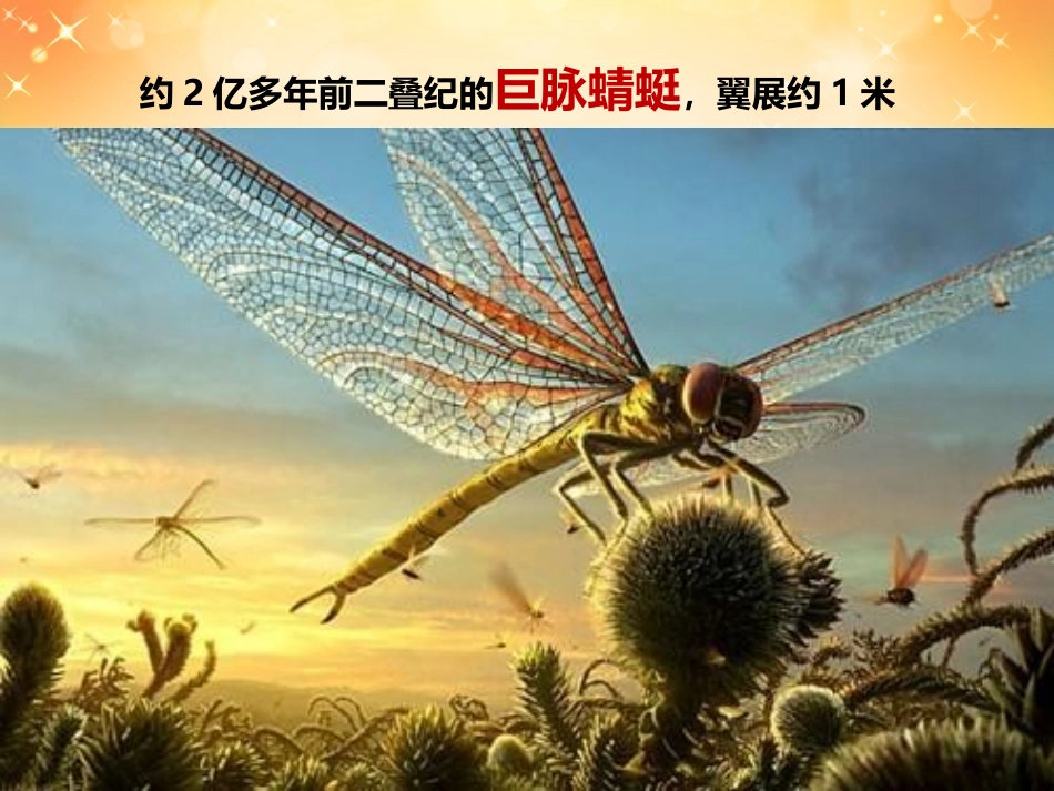 第14课-虫虫虫(一)_第3页