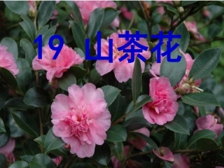 《山茶花》PPT