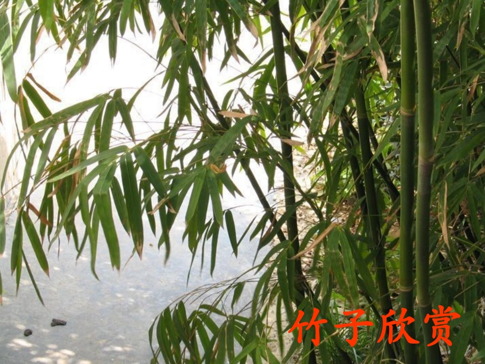 《斑竹姑娘》课件_第2页