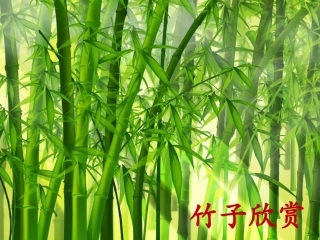 《斑竹姑娘》课件