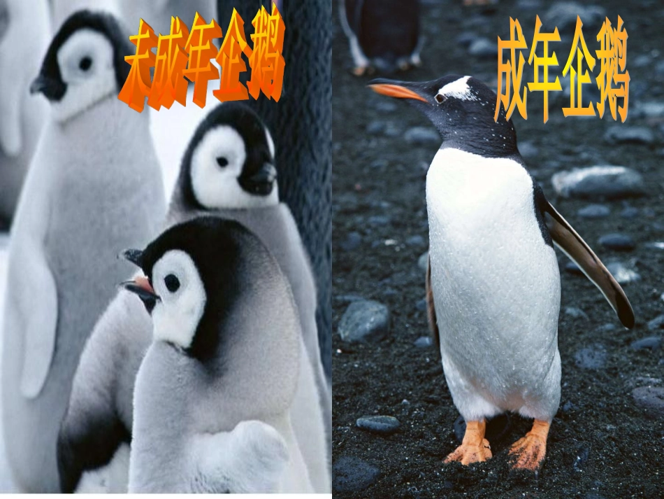 14登上企鹅岛-(2)_第3页