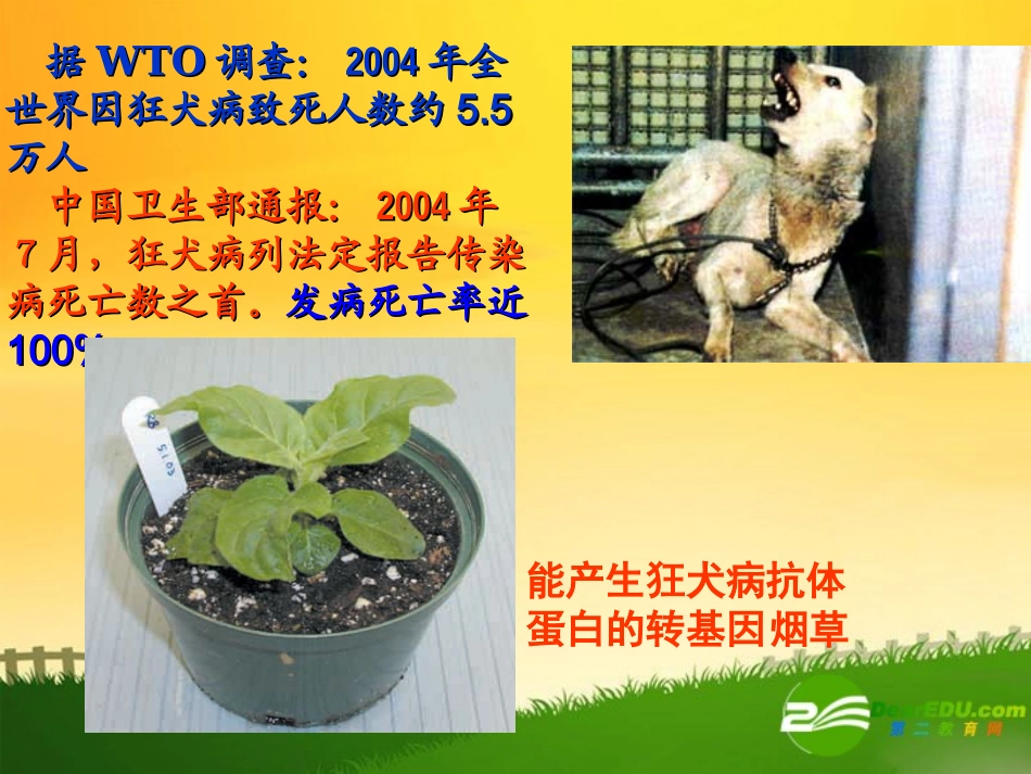高中生物：DNA重组技术的基本工具课件人教版选修3_第2页