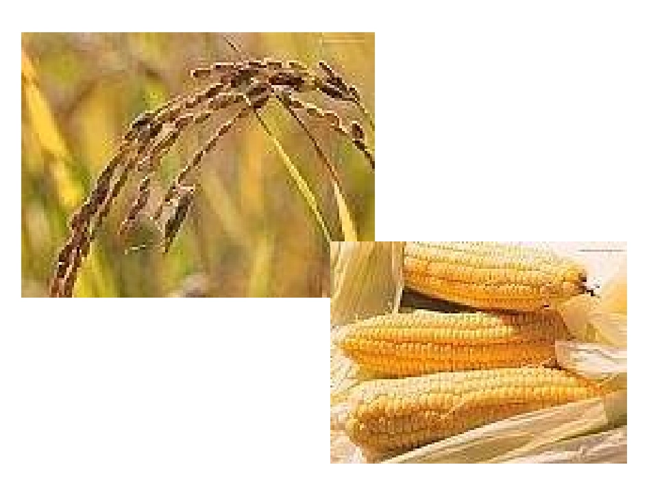 《植物妈妈有办法》PPT课件_第3页