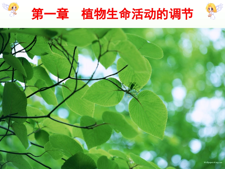 第一节植物激素调节-(2)_第1页