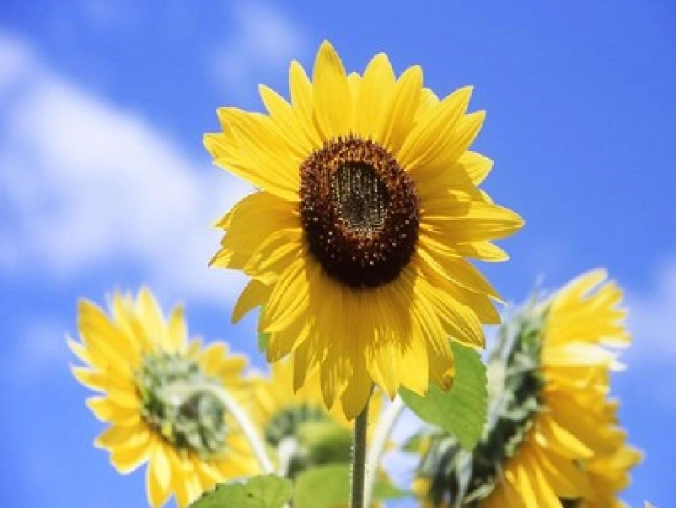 第一节植物激素调节-(2)_第3页