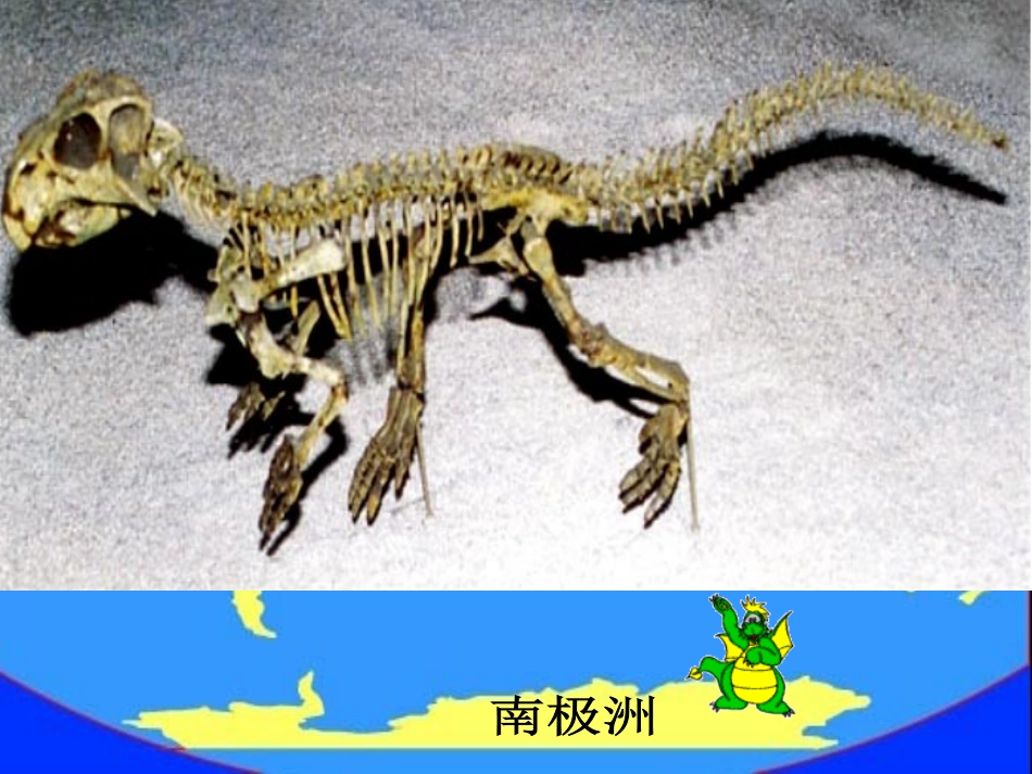 七年级语文下册-《恐龙无处不在》教学课件-鲁教版_第3页