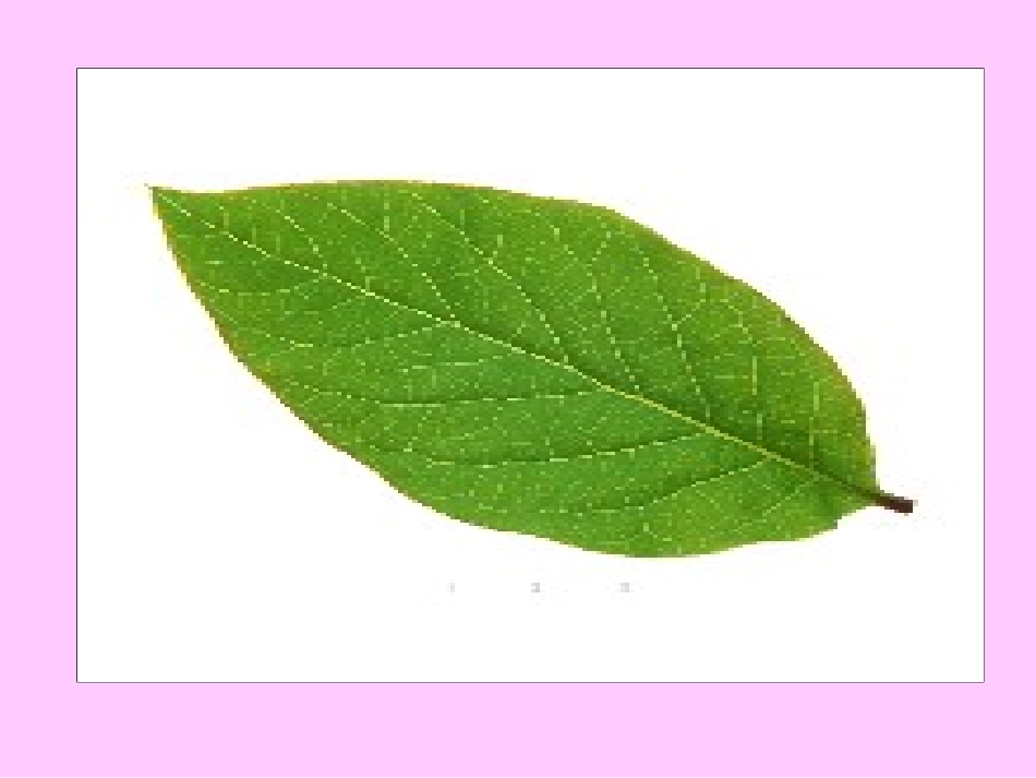 1周长的认识》PPT课件之2_第2页