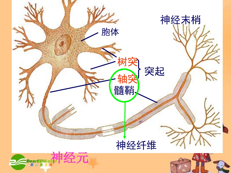 高中生物：2.1通过神经系统的调节课件人教版必修3_第3页