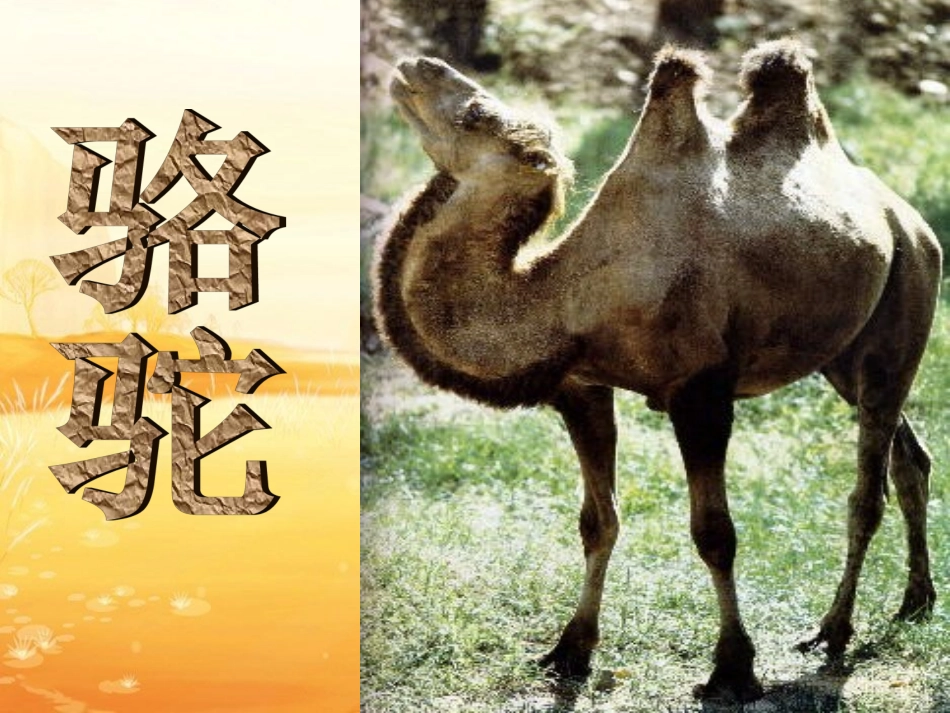 16-找骆驼_第2页