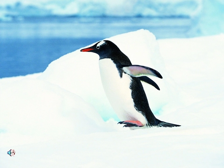 七年级科学下册-第五章-生物体的结构层次课件-华东师大版_第2页