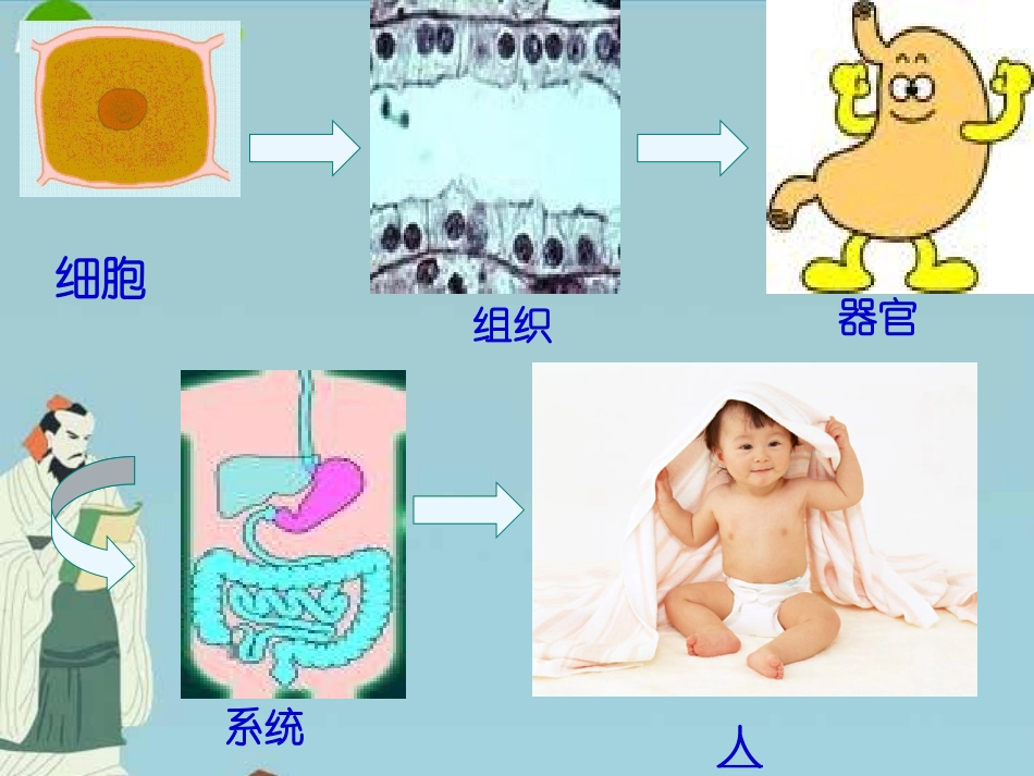 七年级科学下册-第五章-生物体的结构层次课件-华东师大版_第3页