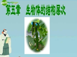 七年级科学下册-第五章-生物体的结构层次课件-华东师大版