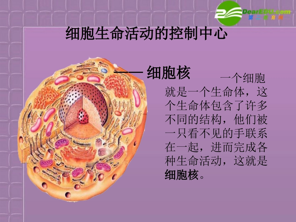 高中生物-3.3《细胞核──系统的控制中心》课件-新人教版必修1_第2页