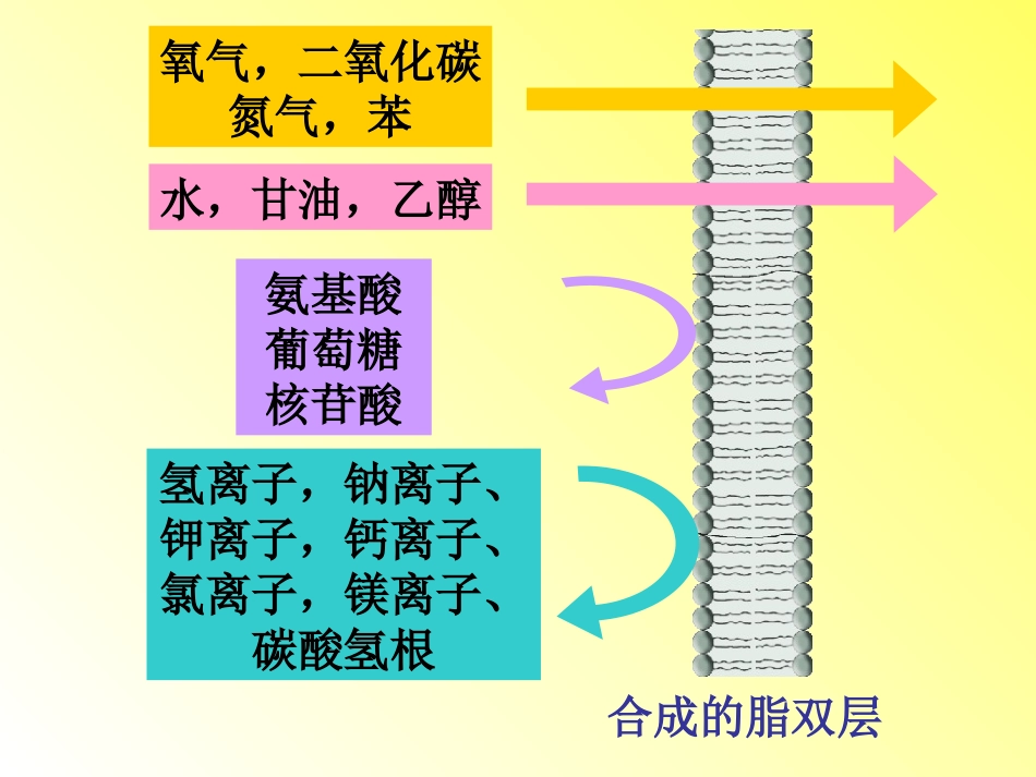 物质跨膜运输的方式1_第2页