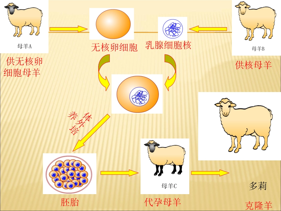 科学·技术·社会-克隆哺乳动物-(2)_第3页
