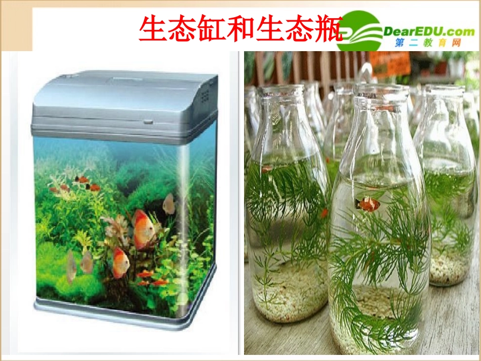 高中生物第一节-生态系统的营养结构课件浙教版必修3_第2页