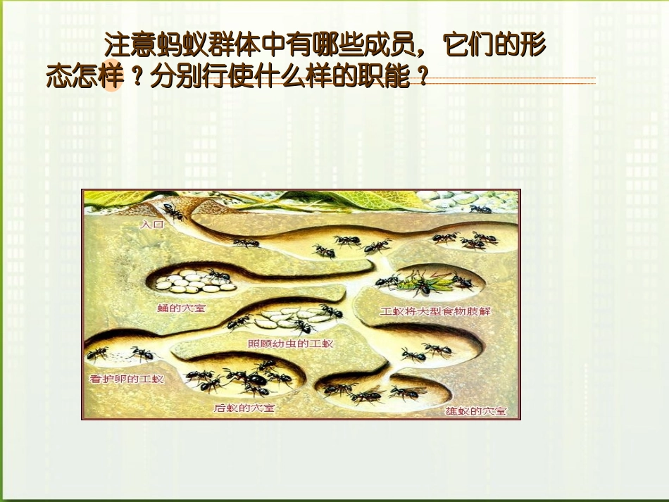 八年级生物上册-第五单元生物圈中的其他生物第二章动物的运动和行为第三节社会行为课件-人教新课标版_第3页